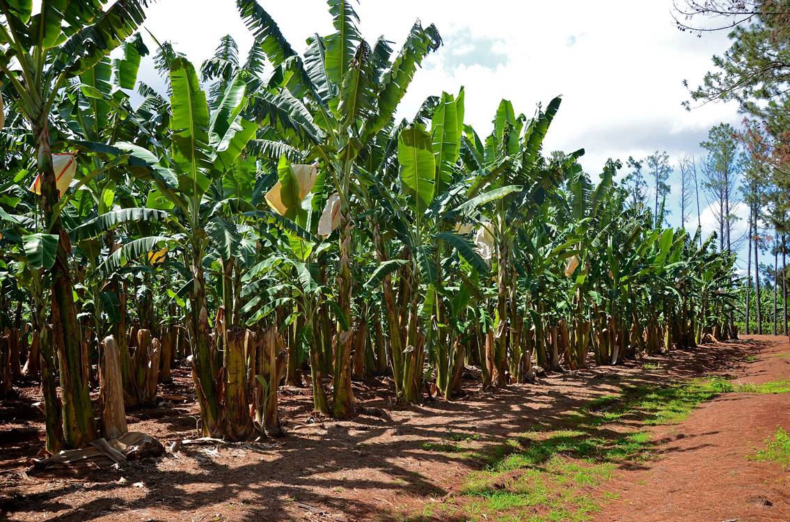 Banana Production