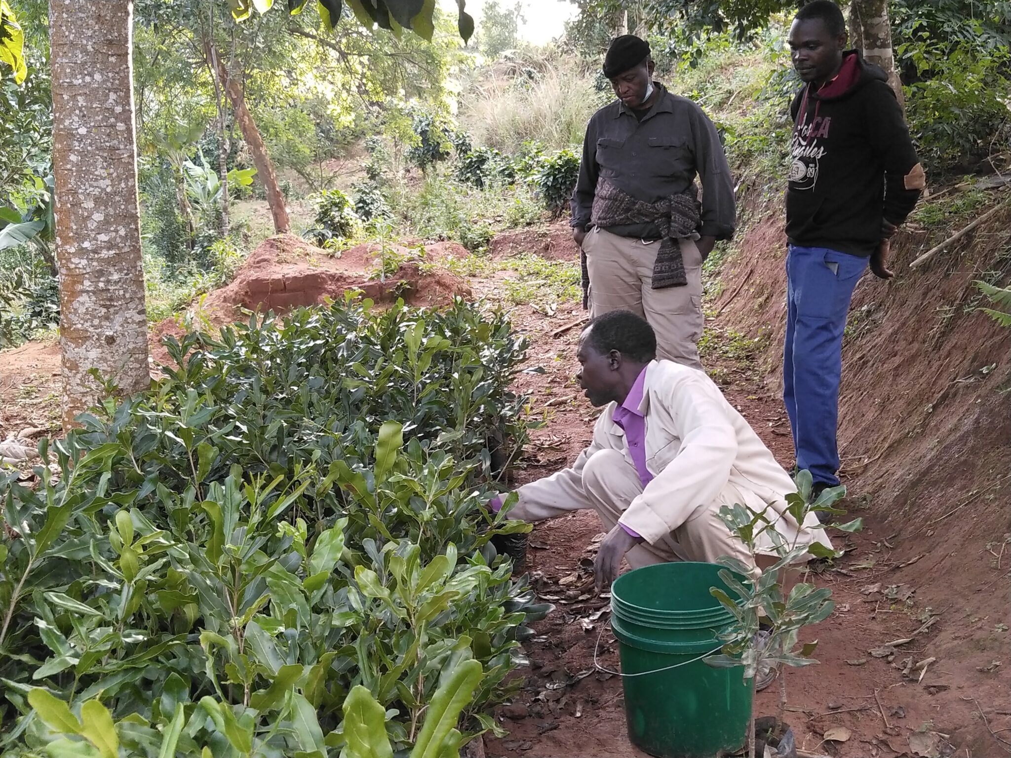 Macadamia Production